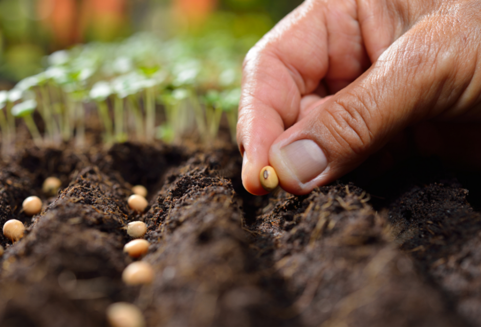 What is Seeding Marketing?