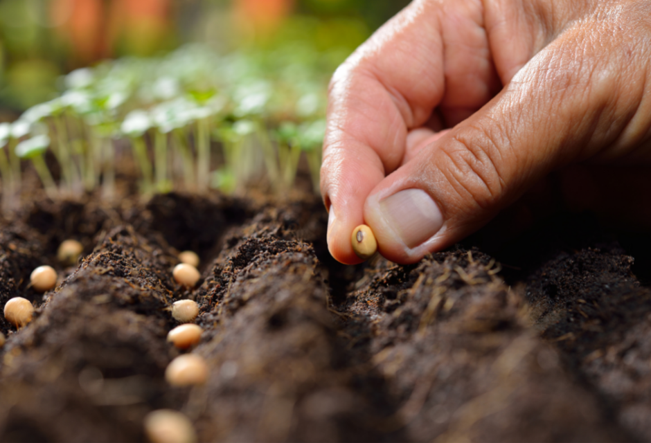 Raising Healthy Seedlings]Sowing operation -Manual sowing machine 