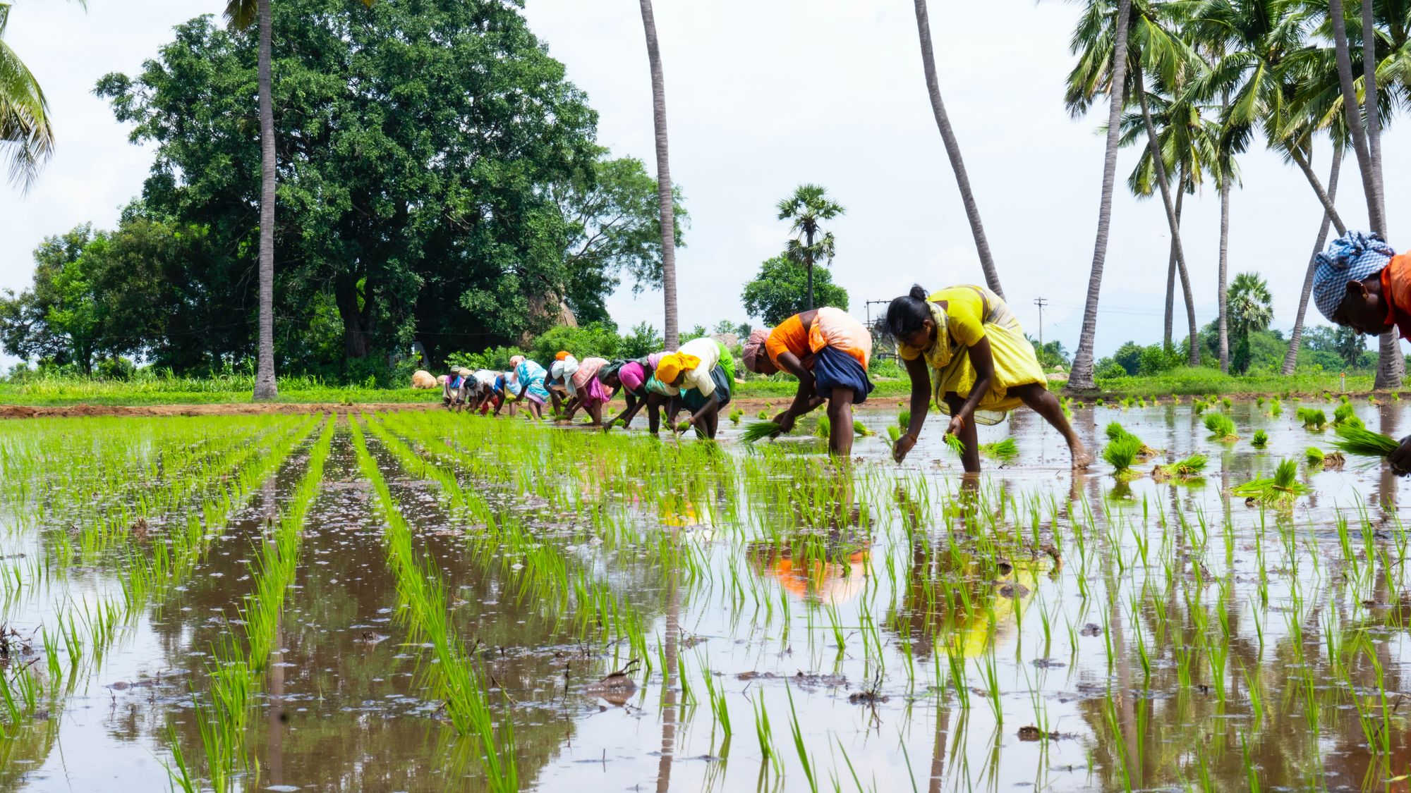 Tamil Nadu Labour Welfare Fund Act