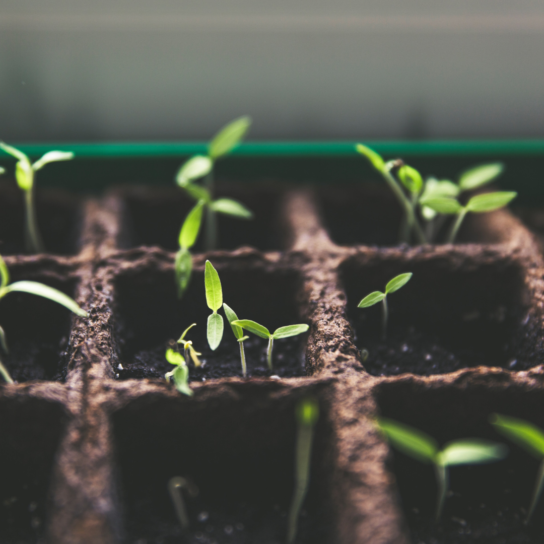 saplings in soil