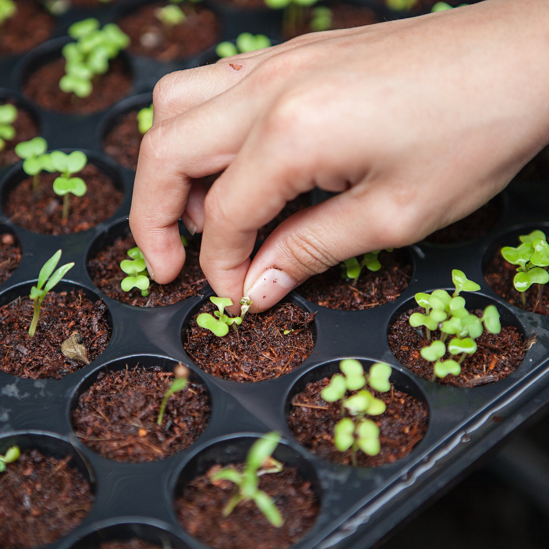 small saplings in a plat tray