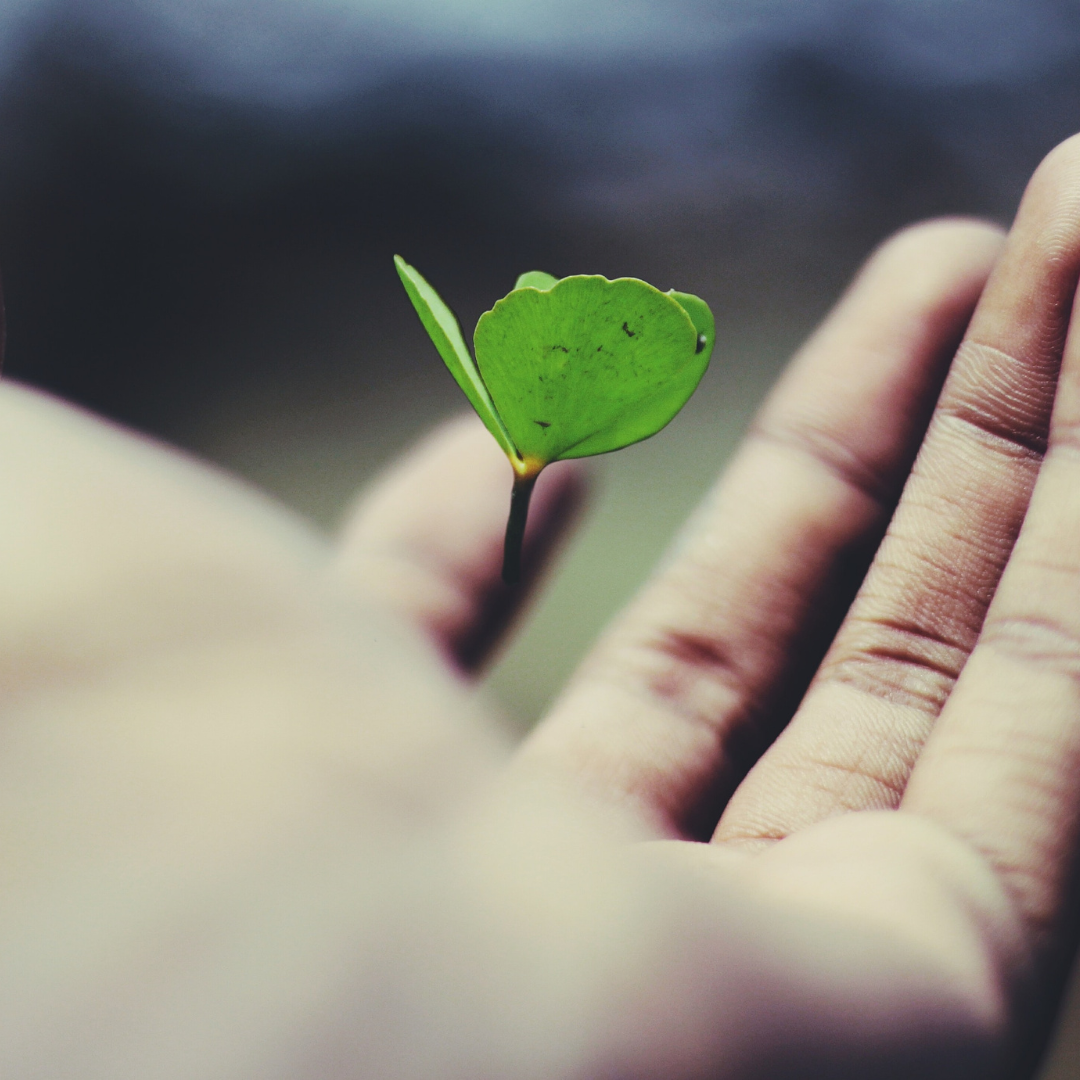 hand holding a small sapling