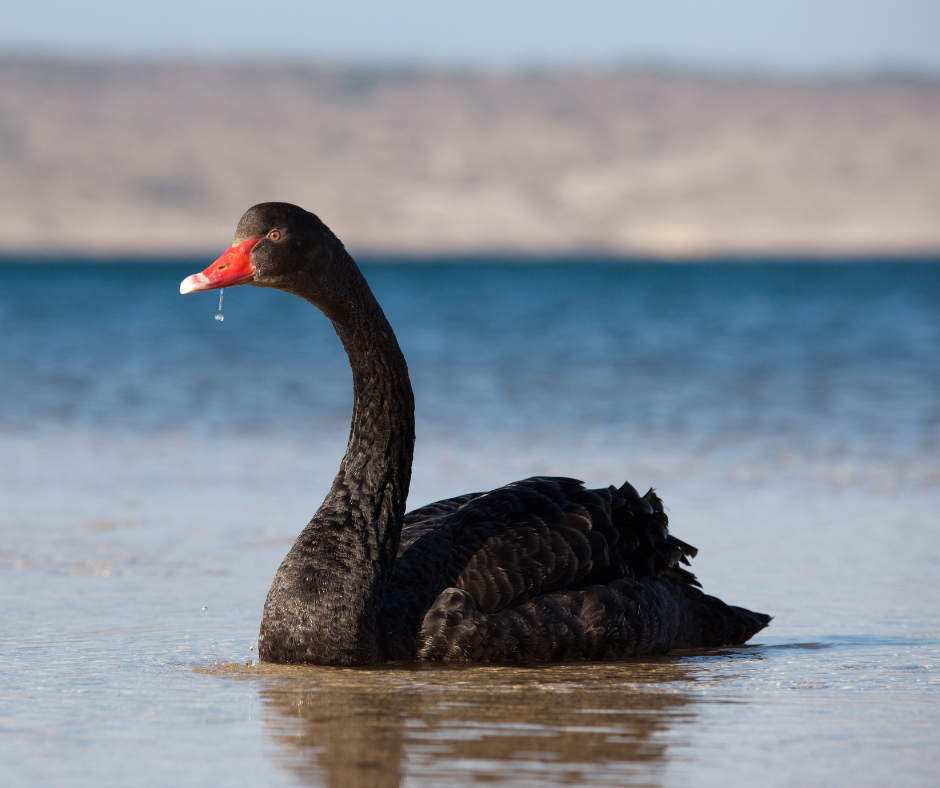 What Is a Black Swan Event?