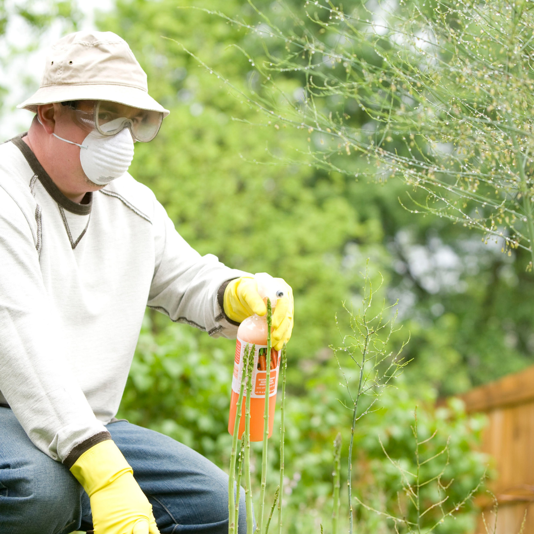 clovis pest control