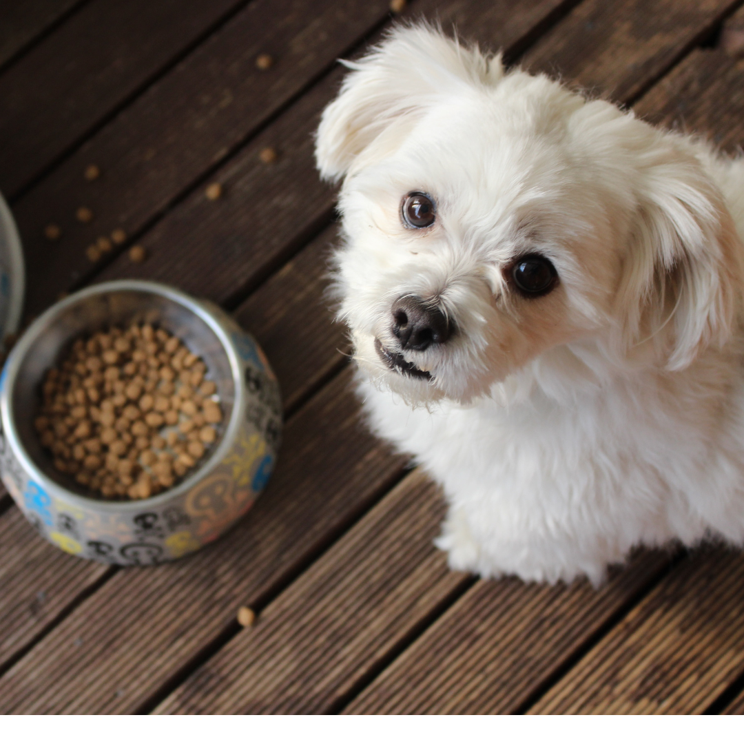Pet food and treat manufacturing