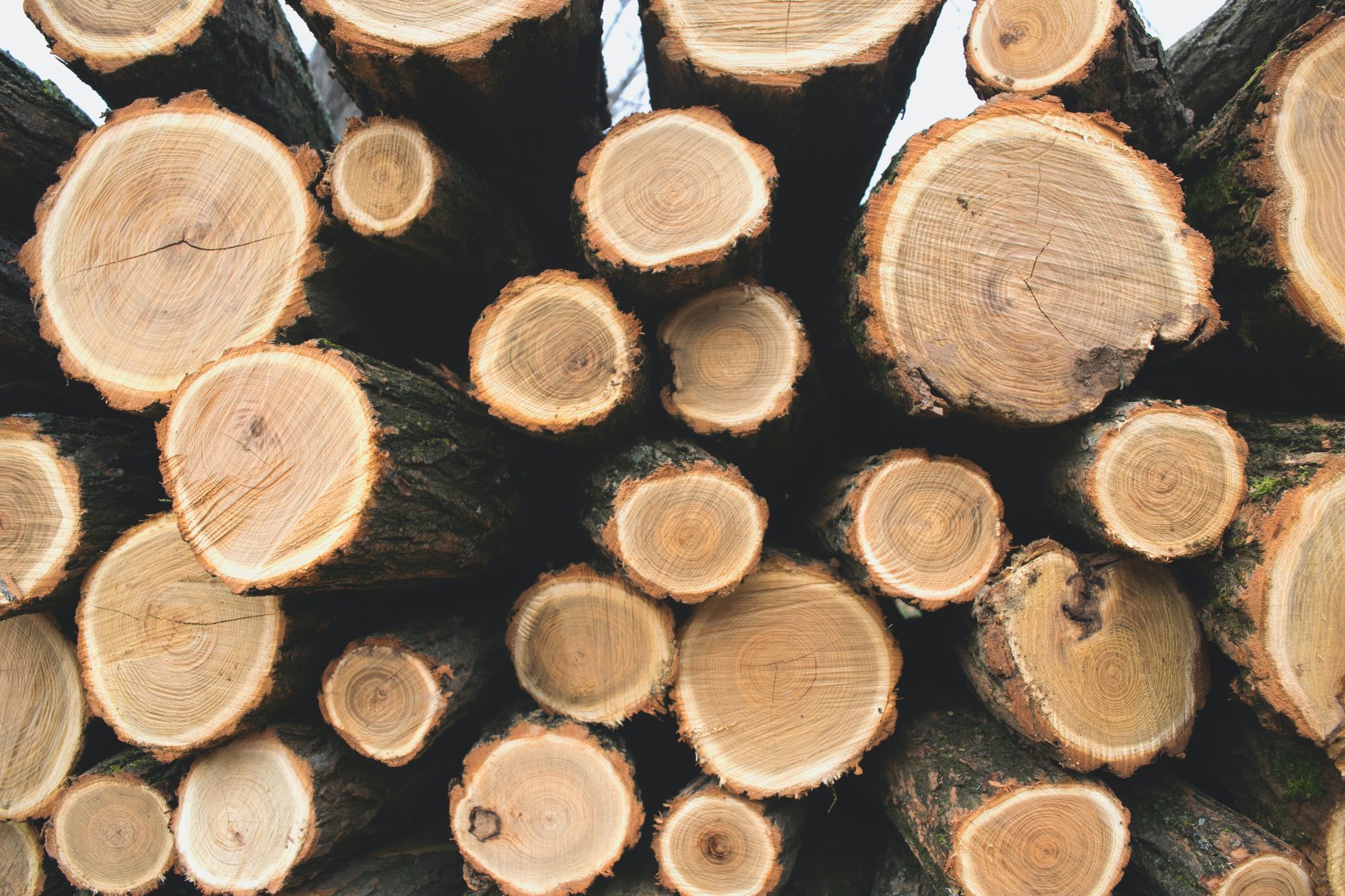 Utilizing the Best Practices for Safe and Sustainable Wood Production 