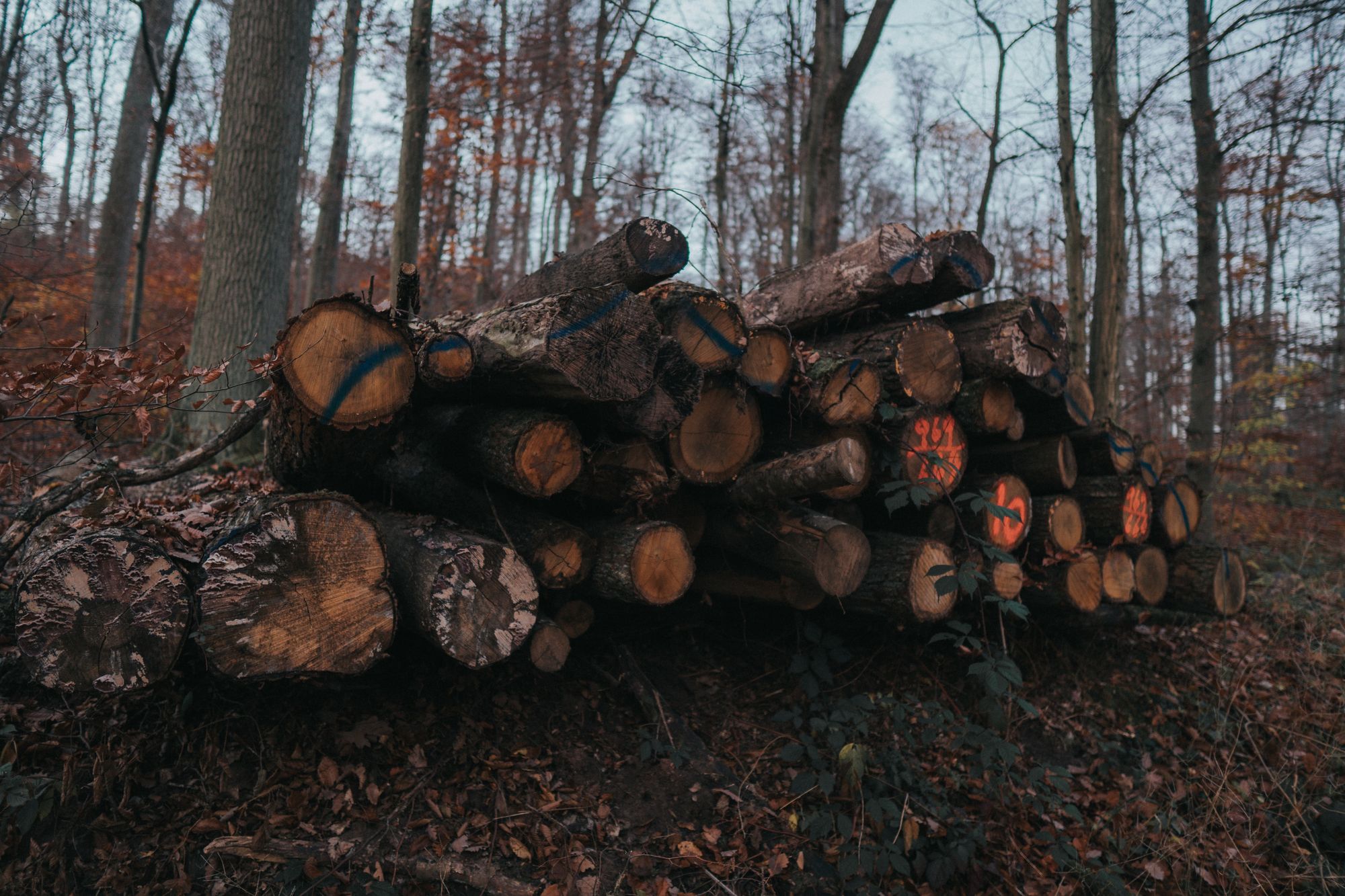 Understanding the Latest Regulations for Woods Manufacturing