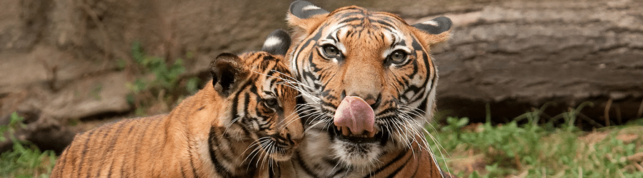 To save tigers, we need Big Data Analytics